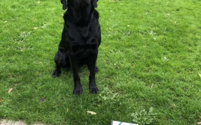 Vinder A markprøve ved Gylling .